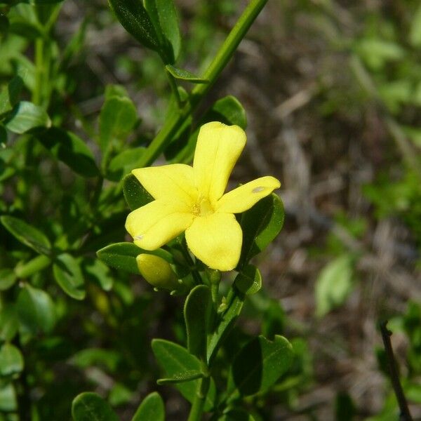 Jasminum fruticans Květ