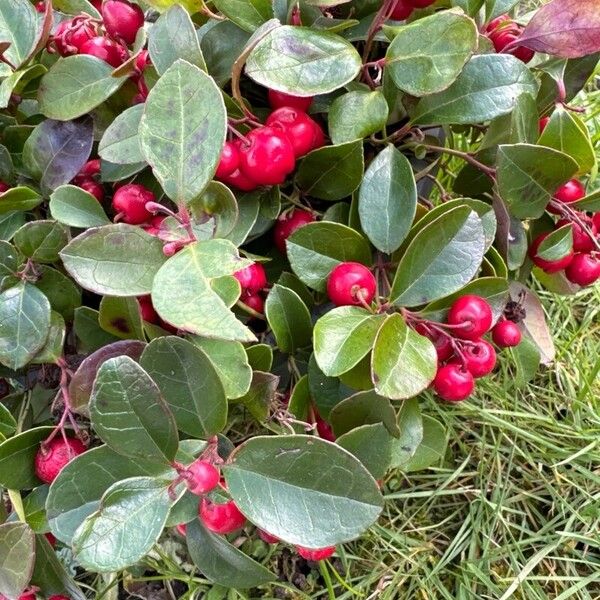 Gaultheria procumbens Fruit