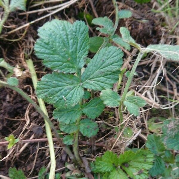 Geum urbanum Lapas