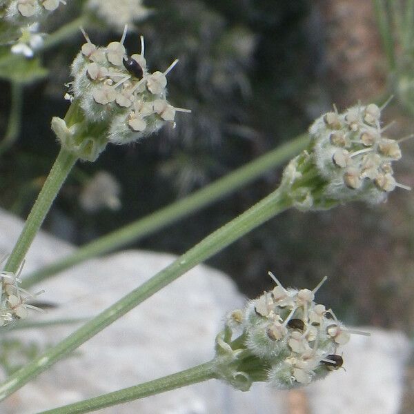 Zosima absinthiifolia Flower