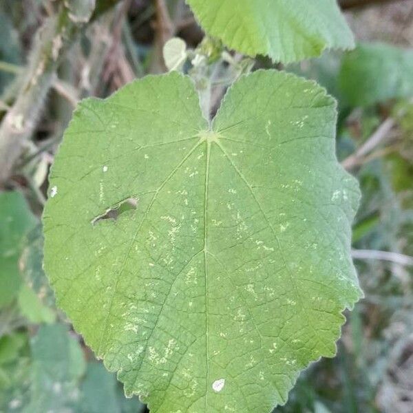 Abutilon grandifolium Leaf
