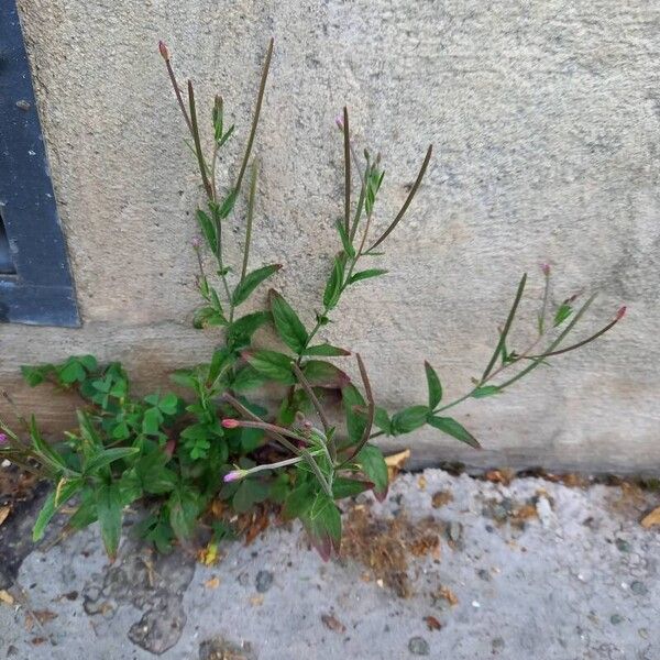 Epilobium tetragonum Habitus