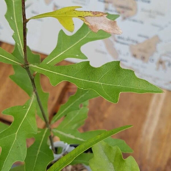 Quercus nigra पत्ता