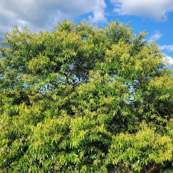 Nectandra cuspidata Habitatea