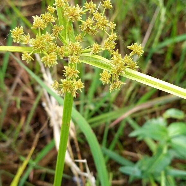 Cyperus difformis Φύλλο