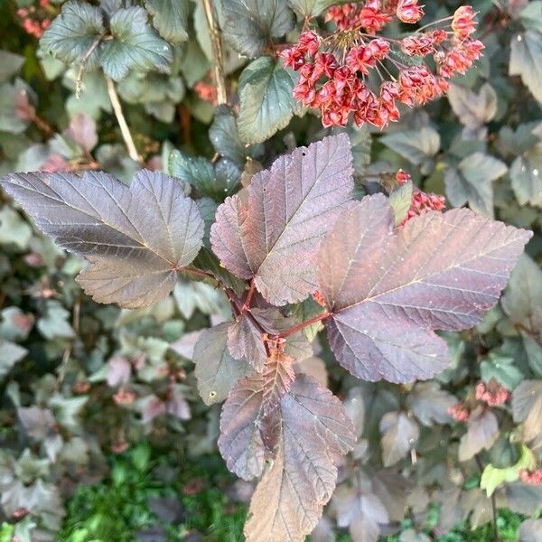 Physocarpus opulifolius Feuille