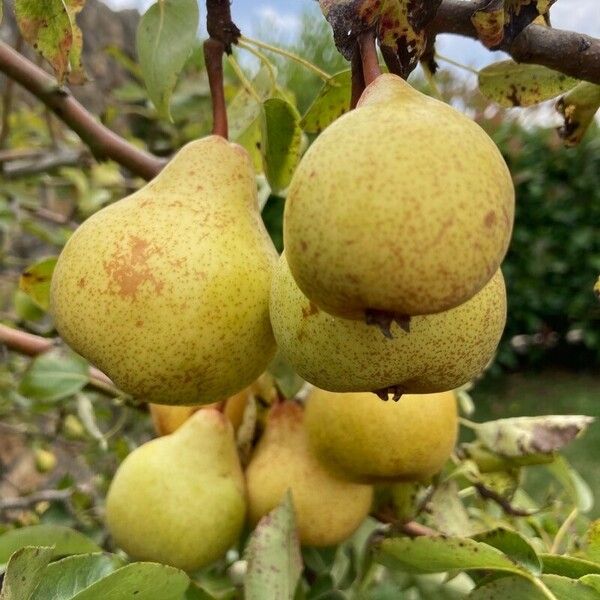 Pyrus communis Fruit