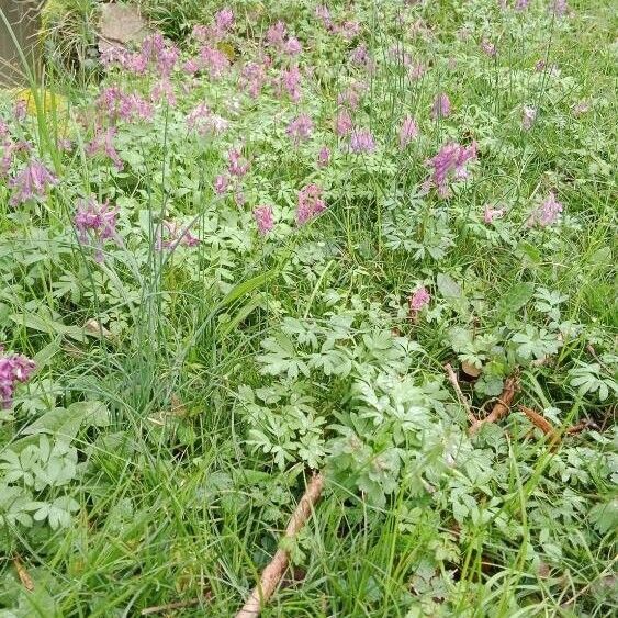 Corydalis solida Habitus