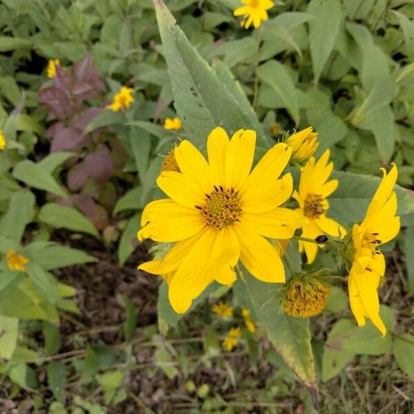 Helianthus divaricatus Flower