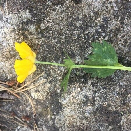 Ranunculus acris Kukka