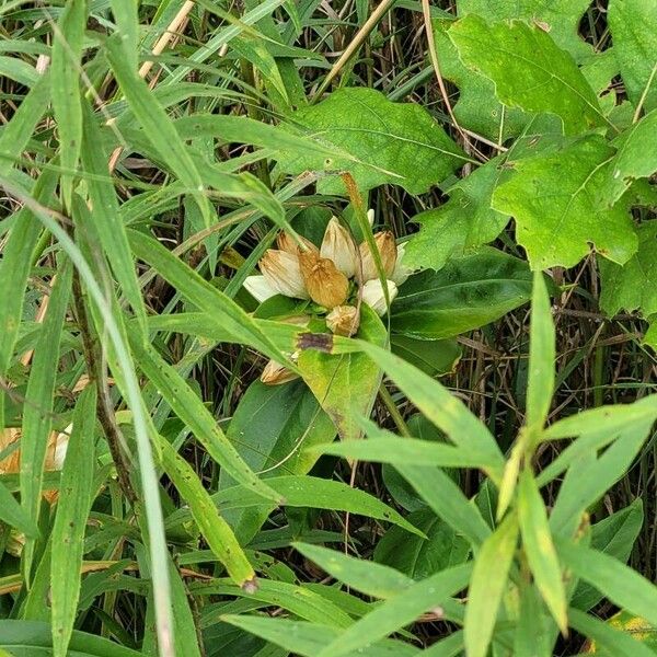 Gentiana andrewsii Flors