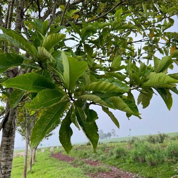 Genipa americana Leaf