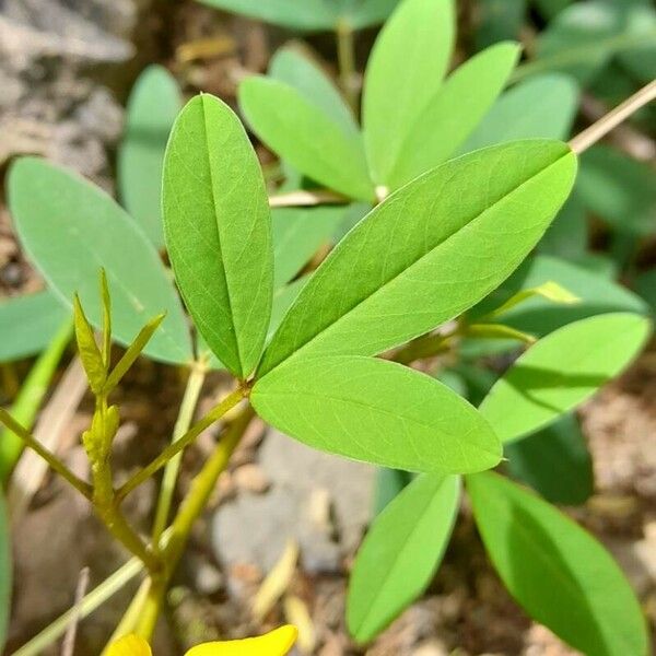 Crotalaria micans Hoja