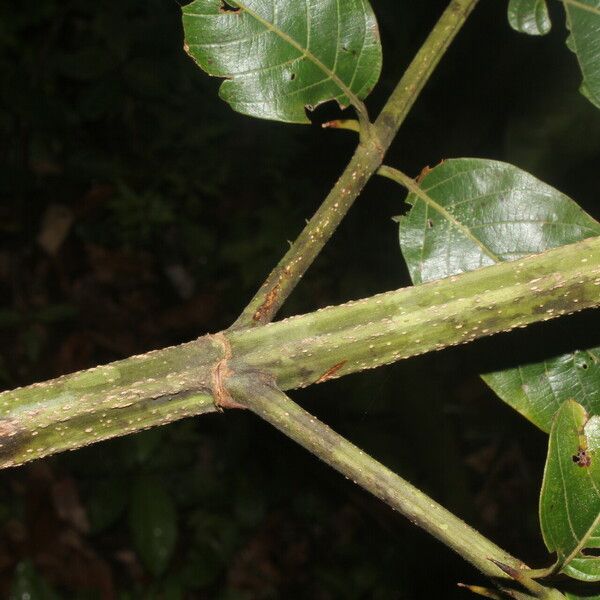 Uncaria tomentosa Escorça