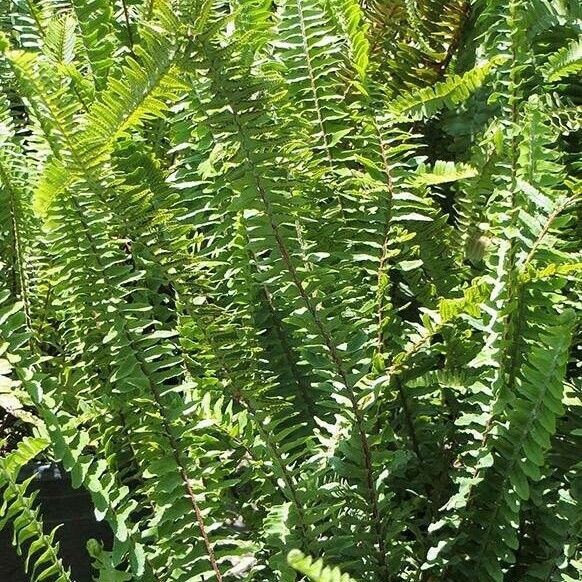 Nephrolepis cordifolia Feuille