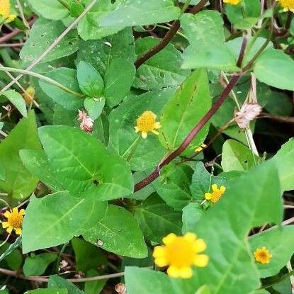 Acmella caulirhiza Flower