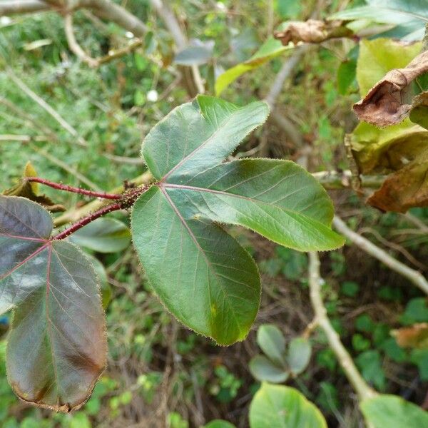 Jatropha gossypiifolia Leaf