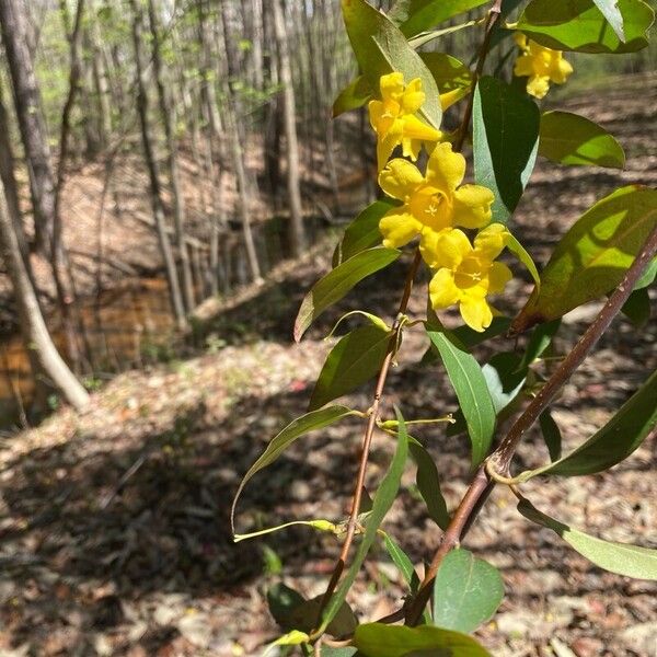 Gelsemium sempervirens Flower