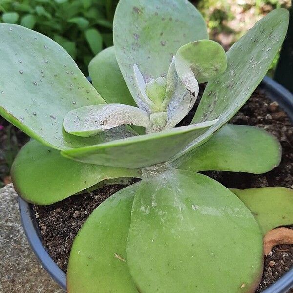 Kalanchoe tetraphylla Fulla