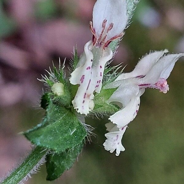 Stachys recta Fleur