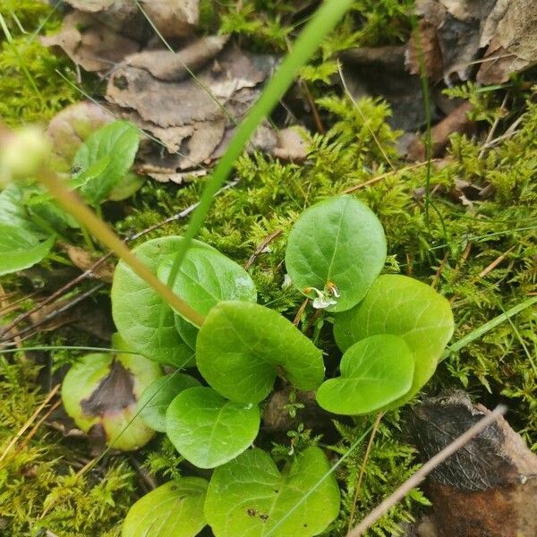 Pyrola rotundifolia Blad