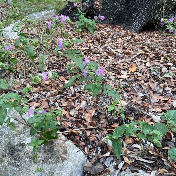 Mirabilis laevis Flower