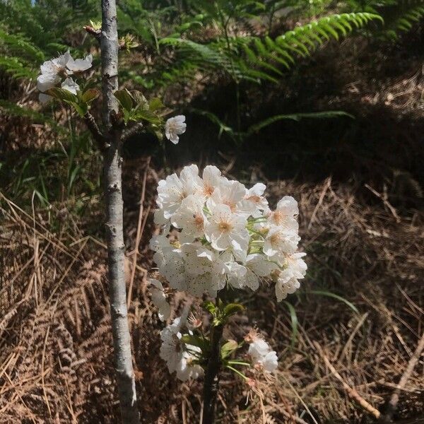 Prunus × gondouinii Çiçek