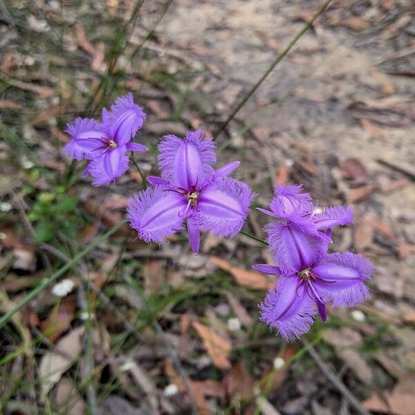 Thysanotus tuberosus Blomst