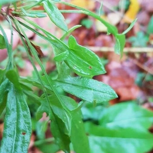 Rumex acetosella Fuelha