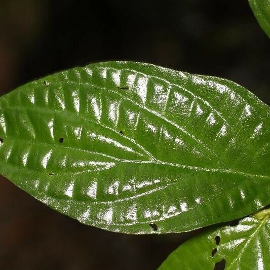 Piper hispidum Leaf