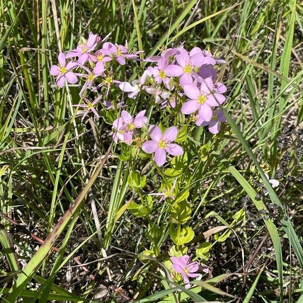 Sabatia angularis Flors