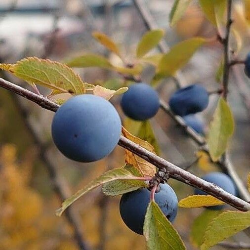 Prunus spinosa Fruchs