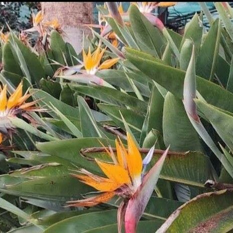 Strelitzia reginae Flower