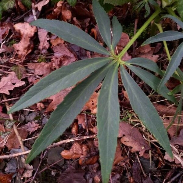 Helleborus foetidus Blad