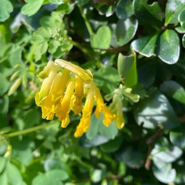 Pseudo-fumaria lutea Flower