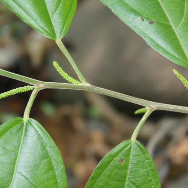 Acalypha diversifolia Fulla