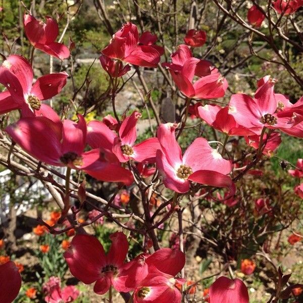 Cornus florida Flower