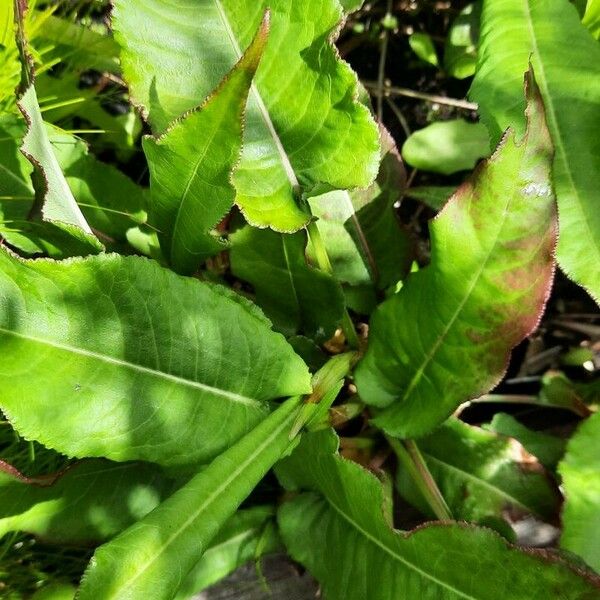 Rumex aquaticus Leaf