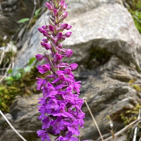 Gymnadenia conopsea Fiore