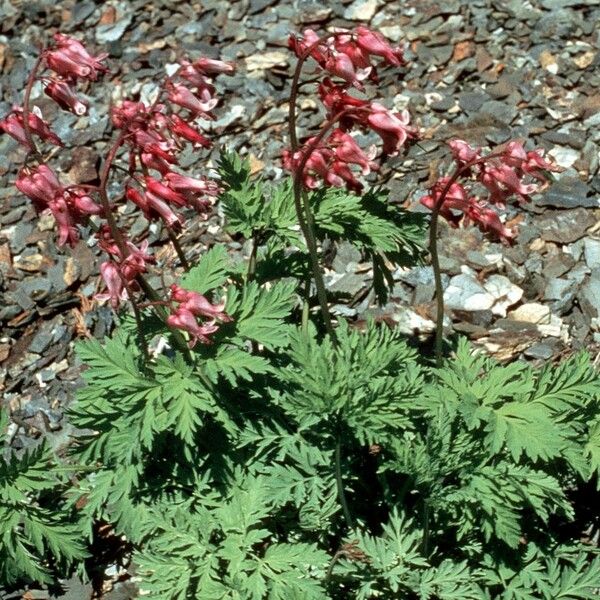 Dicentra eximia Yeri