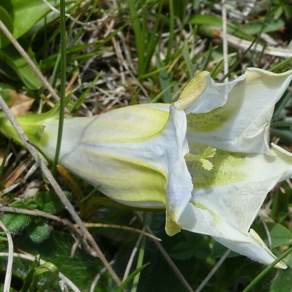 Gentiana acaulis Kvet