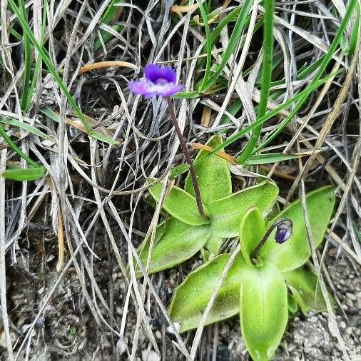 Pinguicula vulgaris List