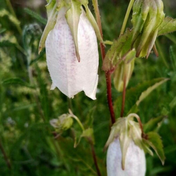 Campanula punctata Blomma