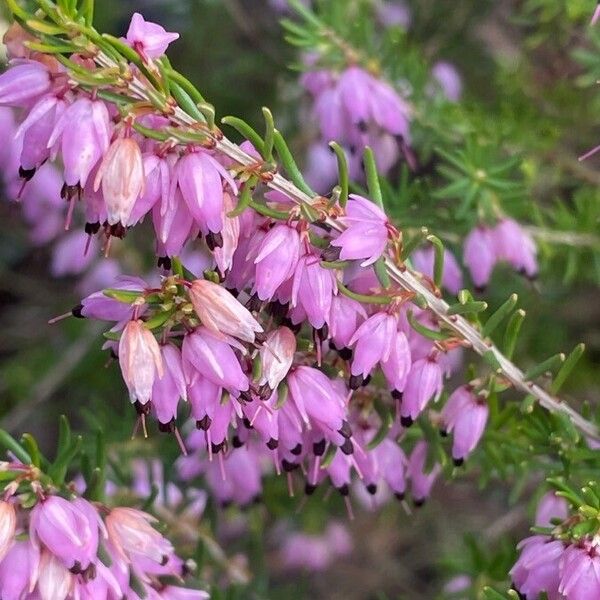 Erica cinerea Λουλούδι