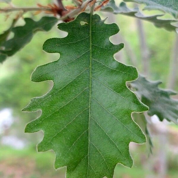 Quercus pubescens Φύλλο