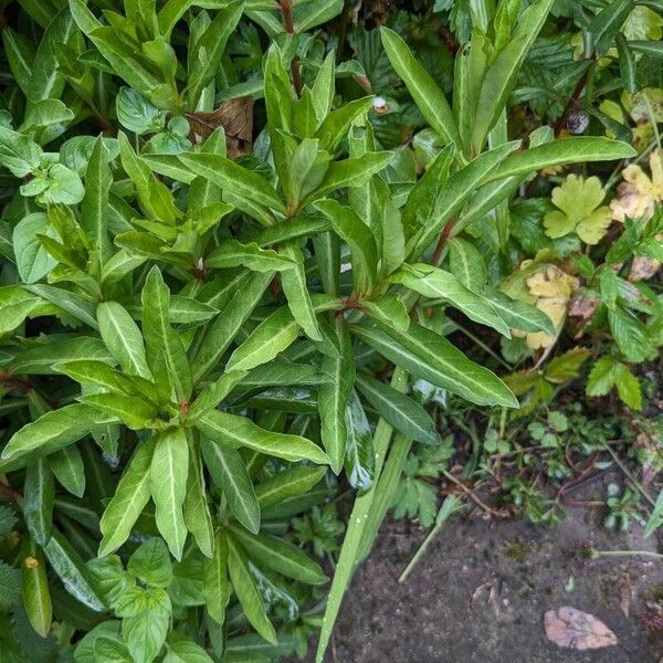 Lysimachia clethroides Alkat (teljes növény)