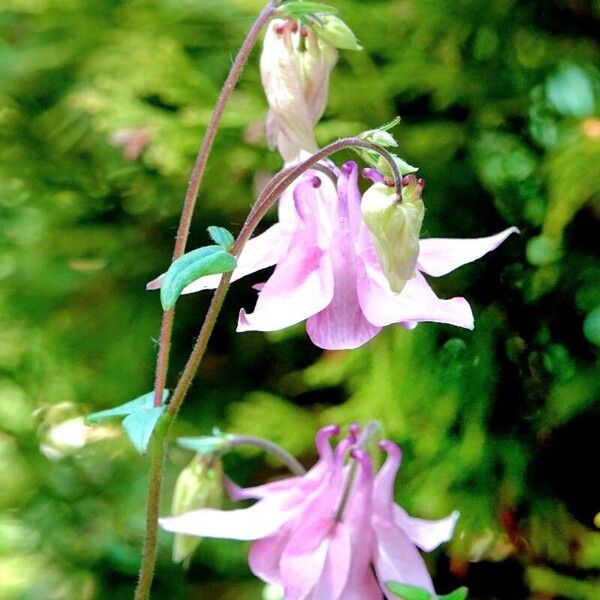 Aquilegia nigricans Blomst