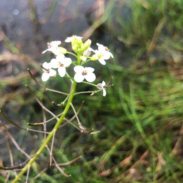 Nasturtium microphyllum Λουλούδι