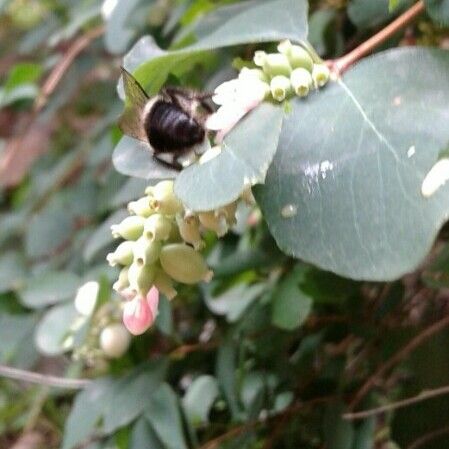 Symphoricarpos rotundifolius Blatt