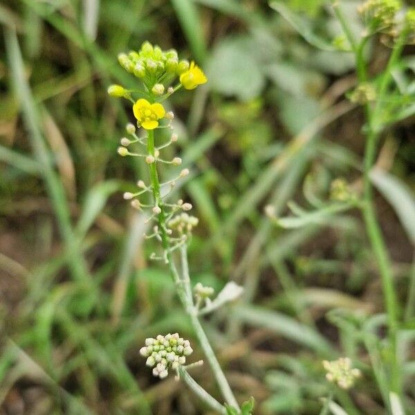 Rorippa × armoracioides Žiedas